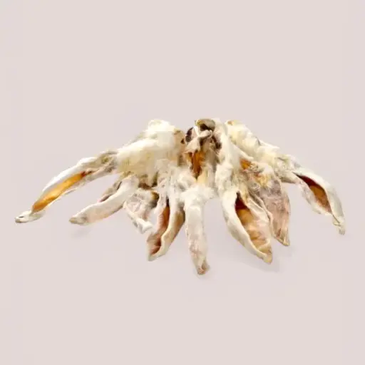 Oreille de lapin poilue